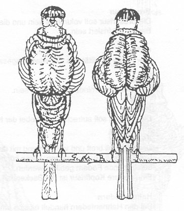Standardzeichnung, links: Vorderansicht, rechts: Rückenansicht